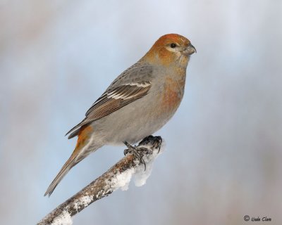 Pine Grosbeak