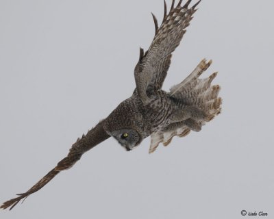 Great Gray Owl