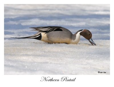 Northern Pintail