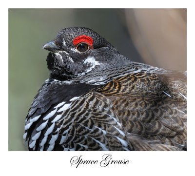 Spruce Grouse