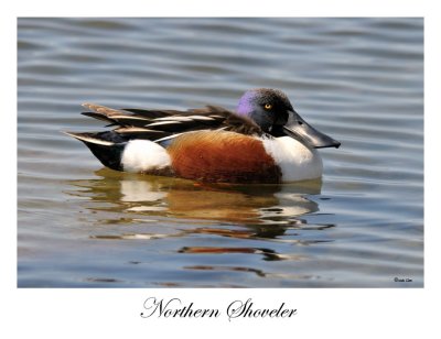 Northern Shoveler