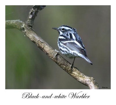 Black-and-white Warbler