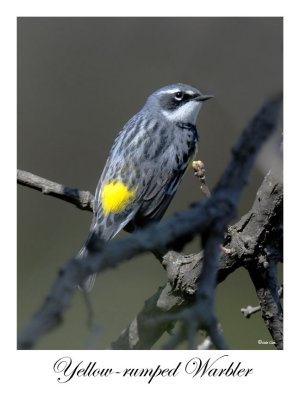 Yellow- rumped Warbler