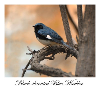 Black-throated Blue Warbler