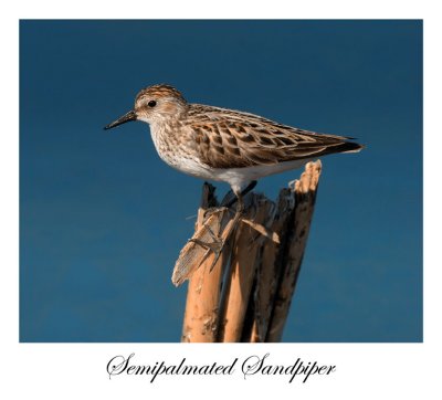 Semipalmated Sandpiper