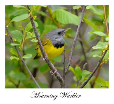 Mourning Warbler