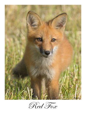 Red Fox