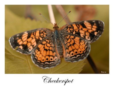 Checkerspot