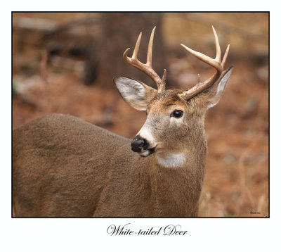 White-tailed Deer