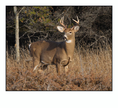 White-tailed Deer