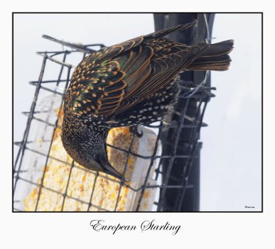 European Starling