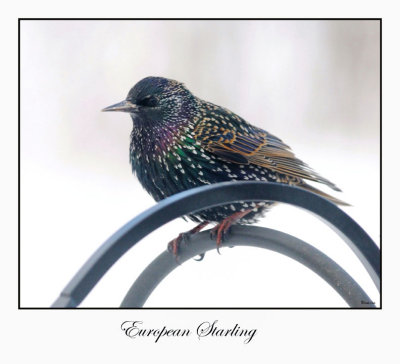 European Starling