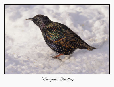 European Starling