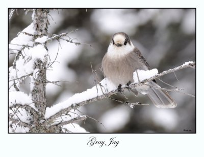 Gray Jay