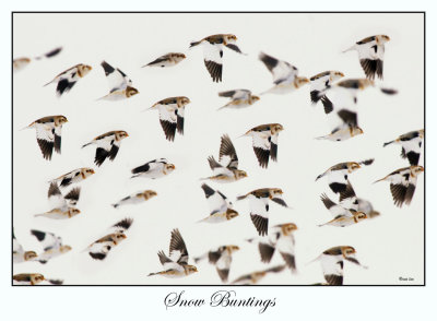 Snow Bunting