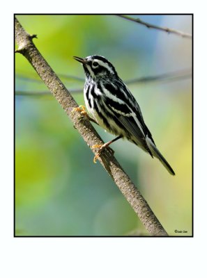 Black and white Warbler