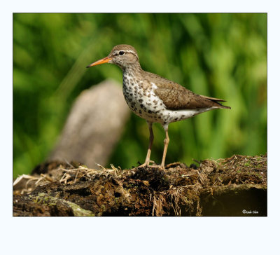 Spotted Sandpiper