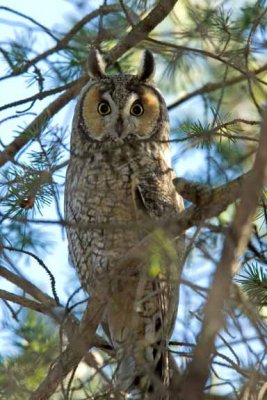 Long- eared Owl