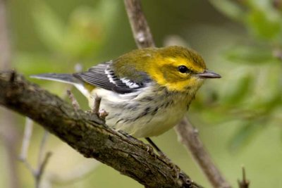 Black throated-Green Warbler