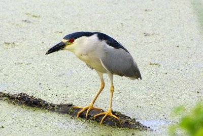 Black-crowned Night-Heron