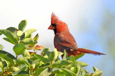 Northern Cardinal