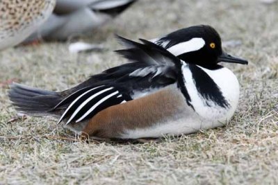 Hooded Merganser