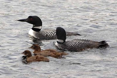 Common Loon