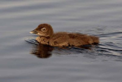 Common Loon