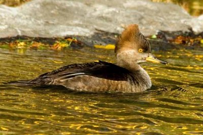 Hoodedmerganser