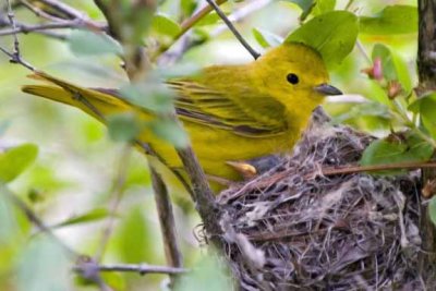 Nesting Yellow Warbler