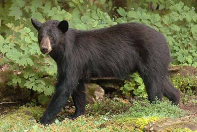 Black Bear