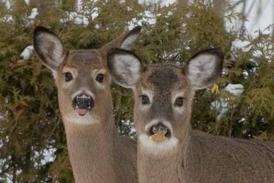 White-tailed Deer