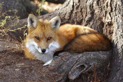 Red Fox