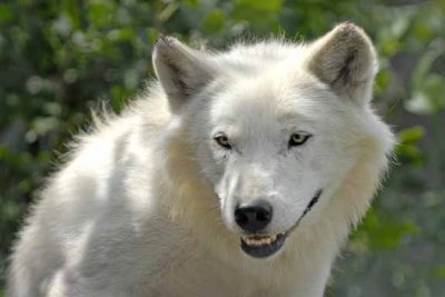 Arctic Wolf