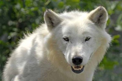 Arctic Wolf