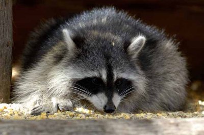 Racoon