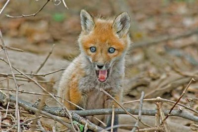 Red Fox