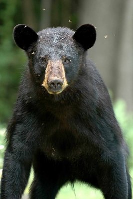 Black Bear