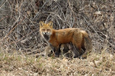 Red Fox with young