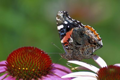 Red- Admiral