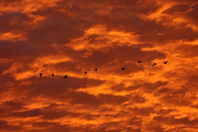 Migrating Canadian Geese
