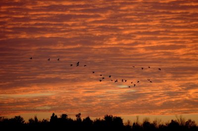 Migrating Canadian Geese