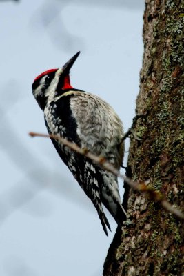 Yellow- bellied Sapsucker