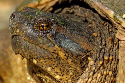 SnappingTurtle