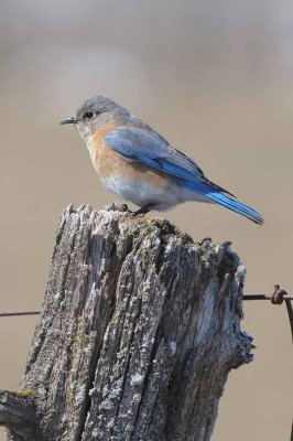 Eastern Bluebird