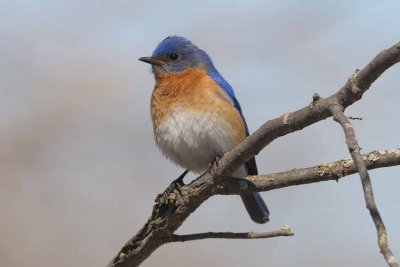 Eastern Bluebird