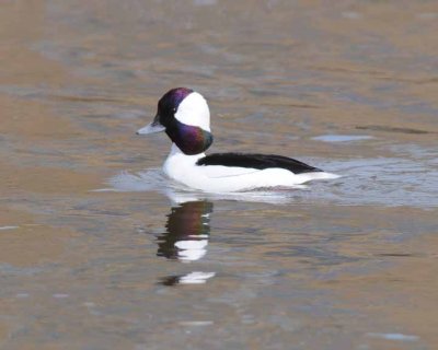 Bufflehead