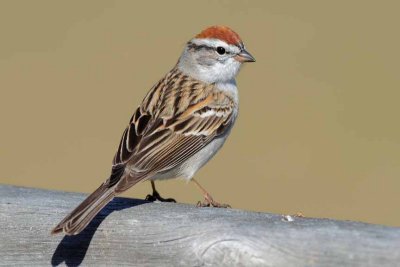 Chipping Sparrow