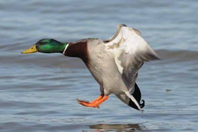 Mallard