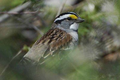 White- throated Sparrow